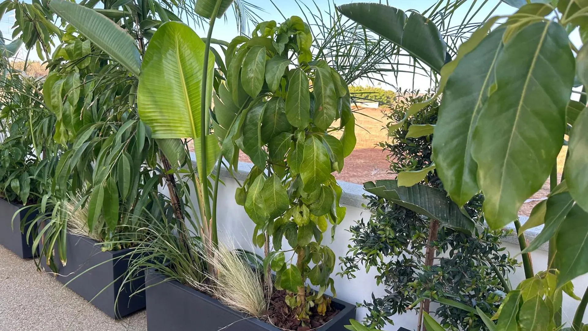 Valerian Palm Villas - Napa'S Secret Escape 圣纳帕 0*,  塞浦路斯